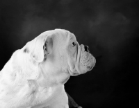 Picture of white Bulldog in profile on dark grey background
