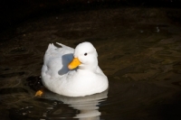 Picture of white call duck in water