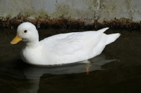 Picture of white call duck, side view