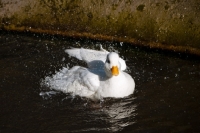 Picture of white call duck swimming