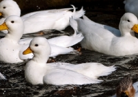 Picture of white call ducks in pond