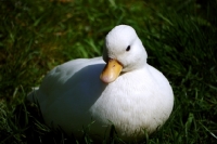 Picture of white call duck