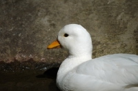 Picture of white call duck