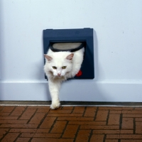Picture of white cat coming in through cat flap