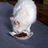 Picture of white cat eating liver from a dish