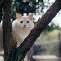 Picture of white cat in a tree