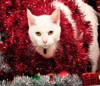 Picture of white cat in tinsel