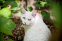Picture of white cat looking over shoulder