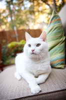 Picture of white cat restin on outdoor chair