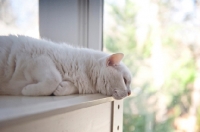 Picture of white cat resting head on desk, looking out window