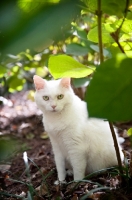Picture of white cat sitting in greenery