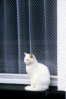 Picture of white cat sitting on a window sill