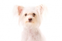 Picture of White Chihuahua cross Yorkshire Terrier, Chorkie, isolated on a white background