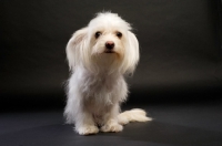 Picture of White Chihuahua cross Yorkshire Terrier, Chorkie, on a black background