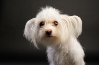 Picture of White Chihuahua cross Yorkshire Terrier, Chorkie, on a black background