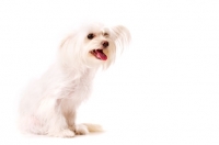 Picture of White Chihuahua cross Yorkshire Terrier, Chorkie, isolated on a white background