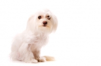 Picture of White Chihuahua cross Yorkshire Terrier, Chorkie, isolated on a white background