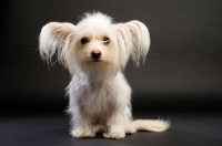 Picture of White Chihuahua cross Yorkshire Terrier, Chorkie, on a black background