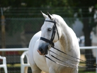 Picture of White Cob wearing bridle