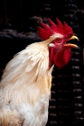 Picture of white cockerel crowing