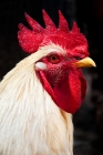 Picture of white cockerel portrait