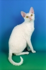 Picture of white cornish rex cat, sitting