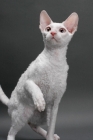 Picture of white Cornish Rex, looking up