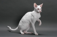 Picture of white Cornish Rex, one leg up