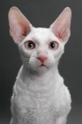 Picture of white Cornish Rex, portrait