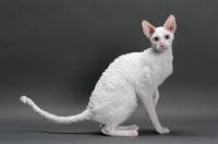 Picture of white Cornish Rex, sitting down