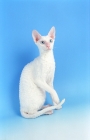 Picture of white cornish rex sitting on blue background