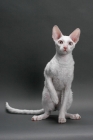 Picture of white Cornish Rex, sitting on grey background