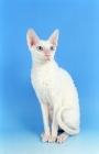 Picture of white cornish rex sitting