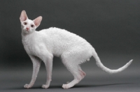 Picture of white Cornish Rex, standing elegantly