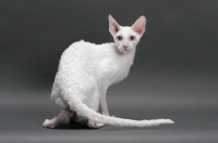 Picture of white Cornish Rex, standing on hind legs