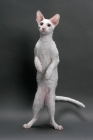 Picture of white Cornish Rex, standing on hind legs