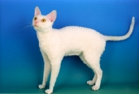 Picture of white cornish rex