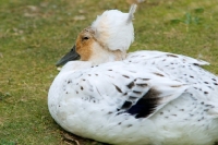 Picture of white crested duck lying on grass