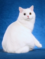 Picture of white Cymric cat