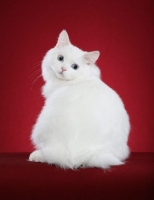 Picture of white Cymric cat