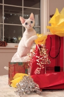 Picture of white Devon Rex behind presents