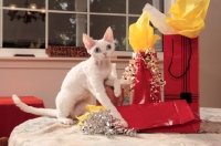 Picture of white Devon Rex in celebration