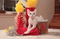 Picture of white Devon Rex lying on gifts