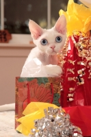 Picture of white Devon Rex near gifts