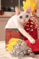 Picture of white Devon Rex near presents