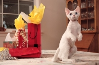 Picture of white Devon Rex on hind legs