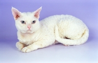 Picture of white Devon Rex on purple background