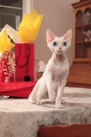 Picture of white Devon Rex on table with gifts