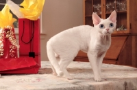 Picture of white Devon Rex on table