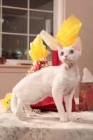 Picture of white Devon Rex on table